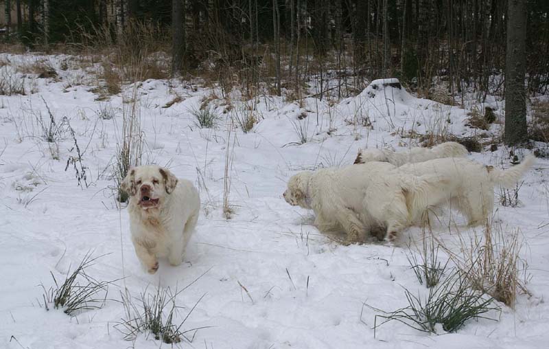 ST_Clumbers_10Jan2009_f