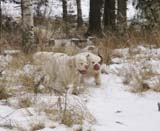 Bumbaa_Crisse_10Jan2009_b