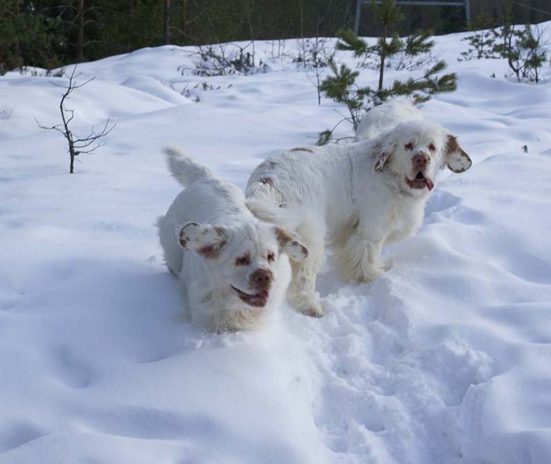 Bumbaa_Reno_28Feb2009