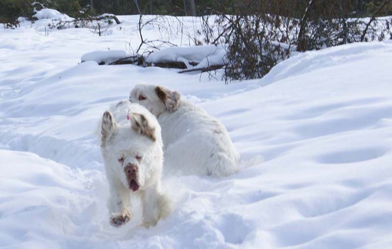 Bumbaa_Vito_28Feb2009_bjpg