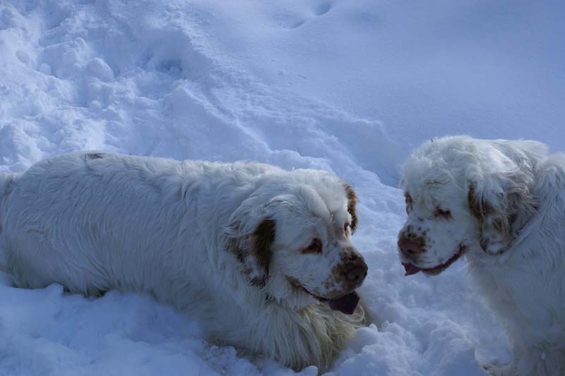 Bumbaa_Vito_28Feb2009_c