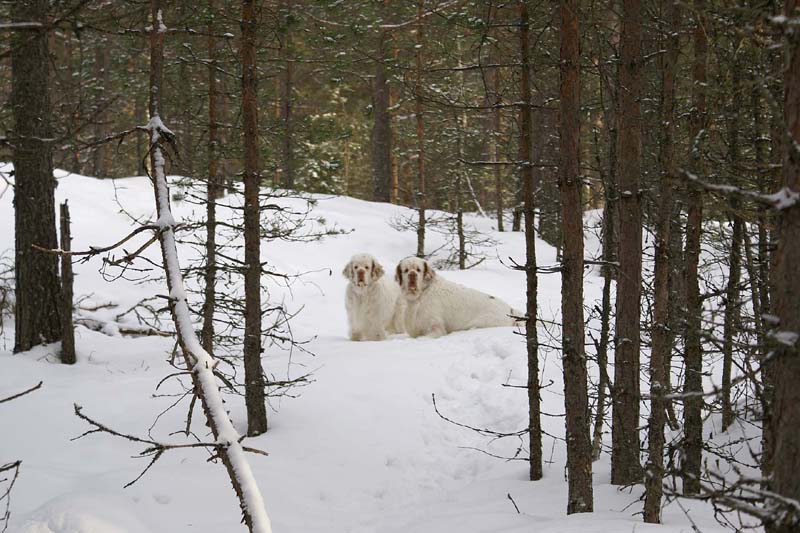 Bumbaa_Vito_28Feb2009_d