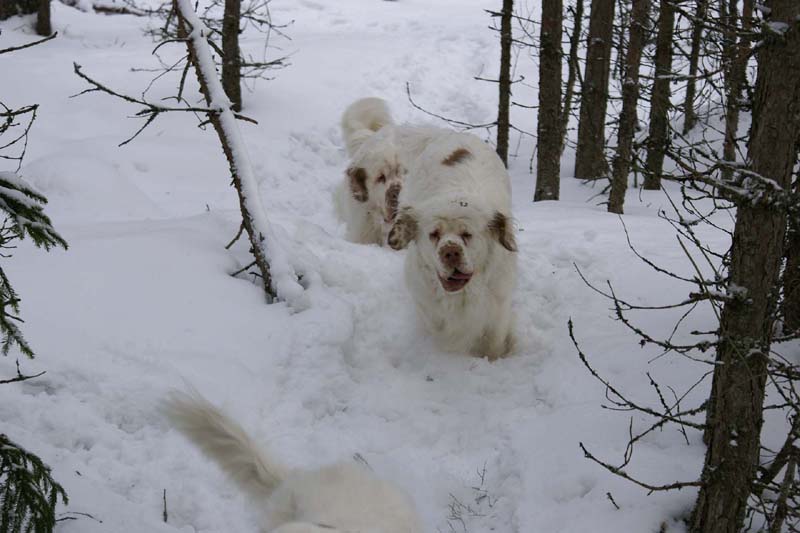 Bumbaa_Vito_28Feb2009_e