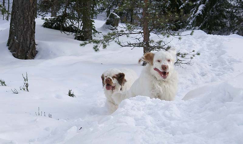 Cotton_Crisse_28Feb2009_c