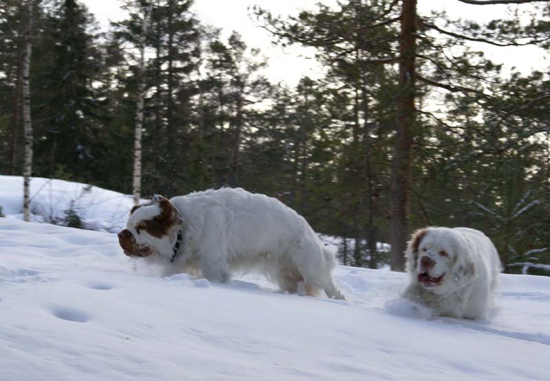 Crisse_Cotton_28Feb2009