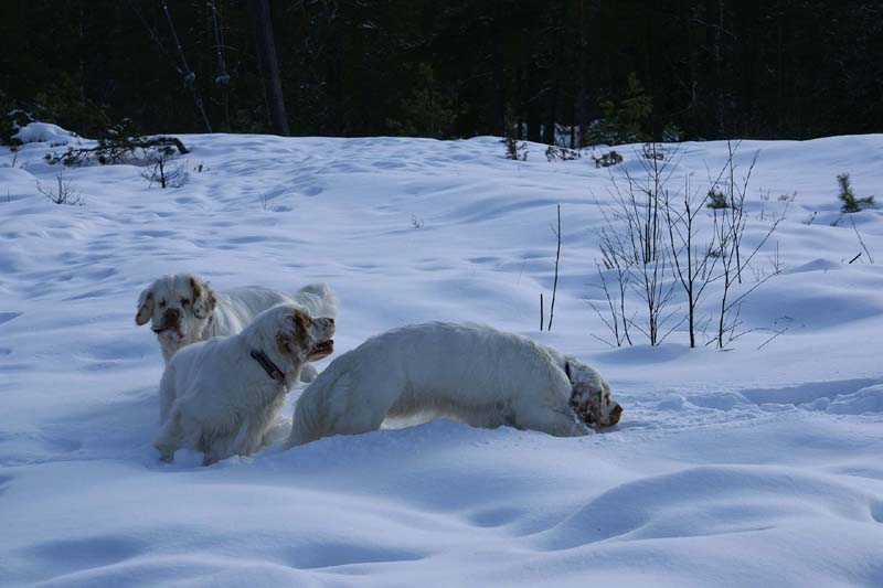 Crisse_Tage_Reno_28Feb2009