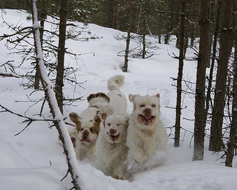 Reno_Cotton_Tage_28Feb2009