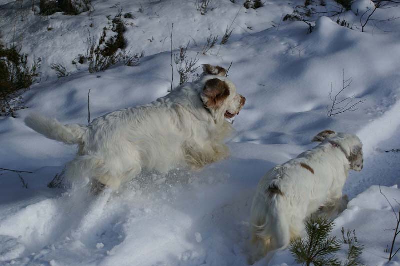 Vito_Bumbaa_28Feb2009