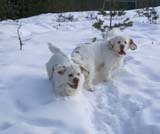 Bumbaa_Reno_28Feb2009