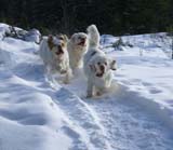 Bumbaa_Tage_Reno_28Feb2009