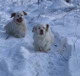 Bumbaa_Vito_28Feb2009