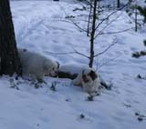 Crisse_Bumbaa_28Feb2009