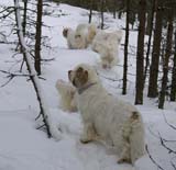 Windy_Reno_28Feb2009_b