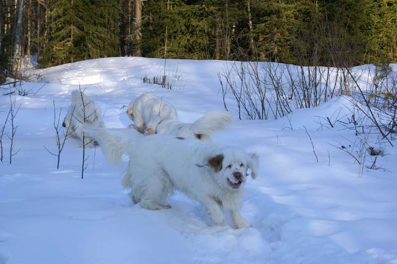 Cotton_27March2009_a