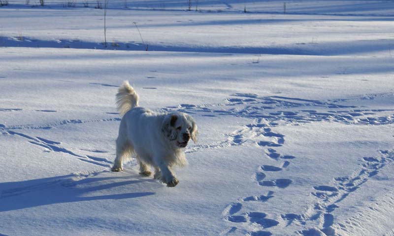 Cotton_27March2009_b