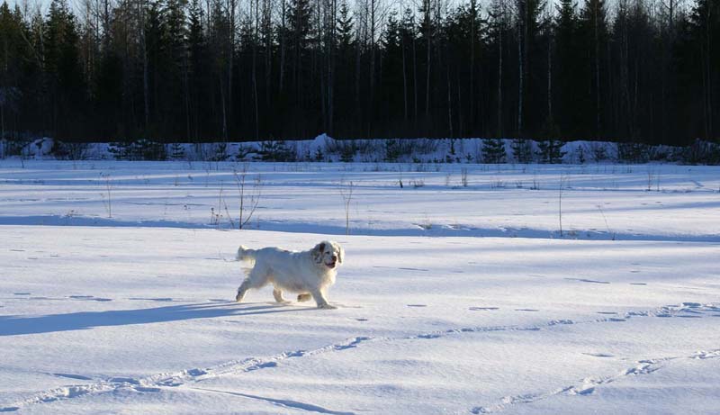 Cotton_27March2009_c