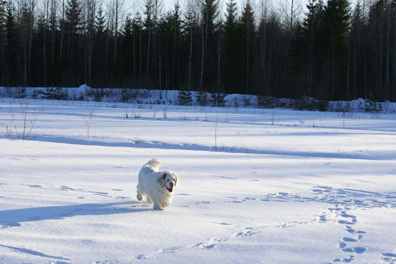 Cotton_27March2009_d
