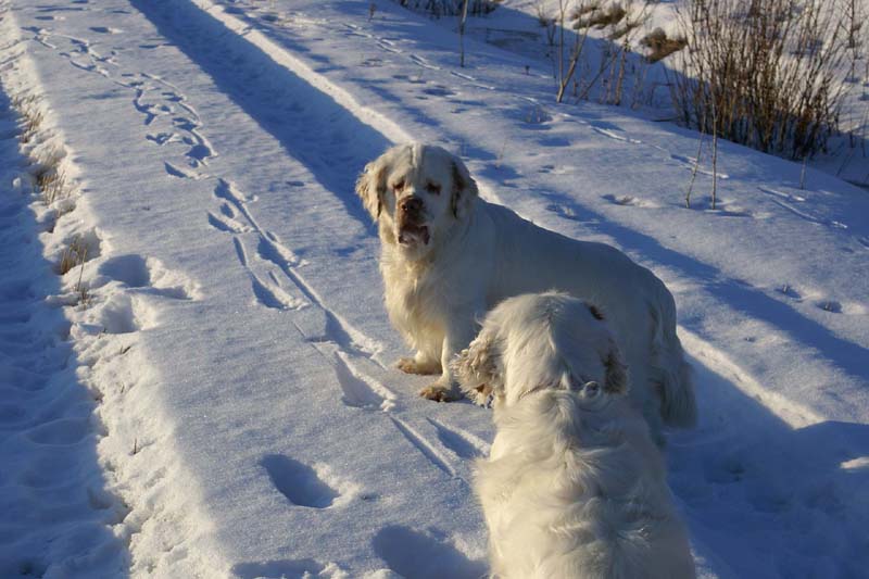 Reno_Cotton_27March2009_a