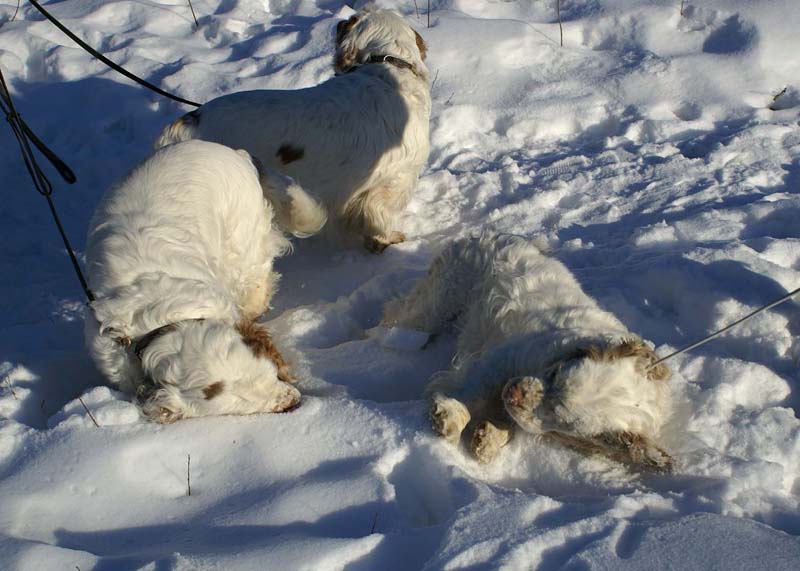 Rosie_Speedy_27March2009_b