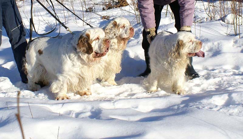 Rosie_Speedy_Snow_27March2009_a