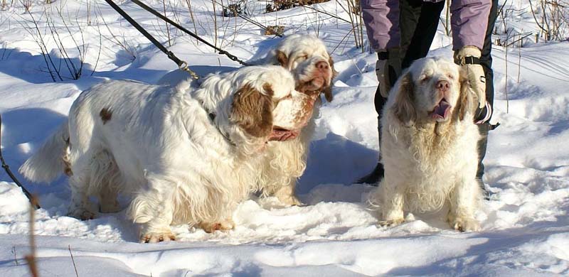 Rosie_Speedy_Snow_27March2009_b