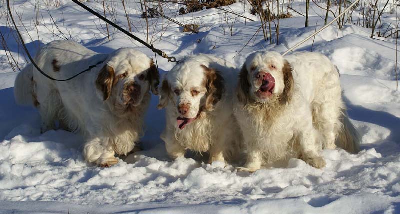 Rosie_Speedy_Snow_27March2009_d