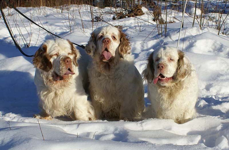 Rosie_Speedy_Snow_27March2009_e