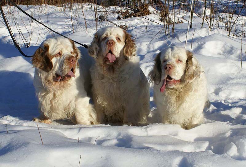 Rosie_Speedy_Snow_27March2009_f