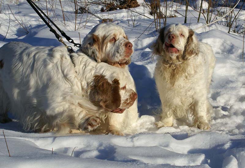 Rosie_Speedy_Snow_27March2009_h