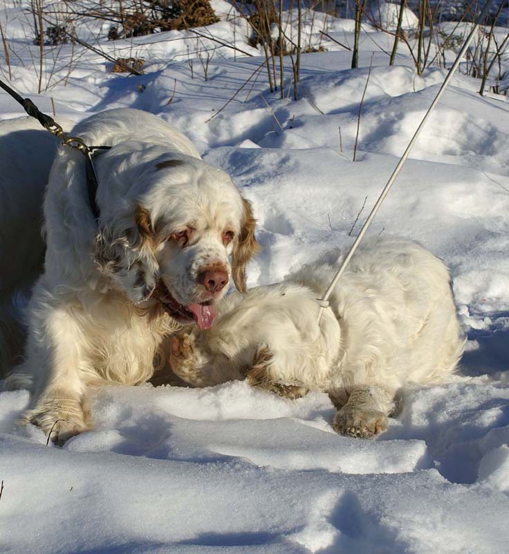 Rosie_Speedy_Snow_27March2009_i