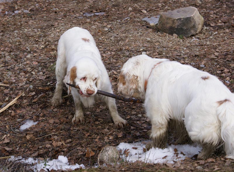 Cotton_Vito_31March2007_a