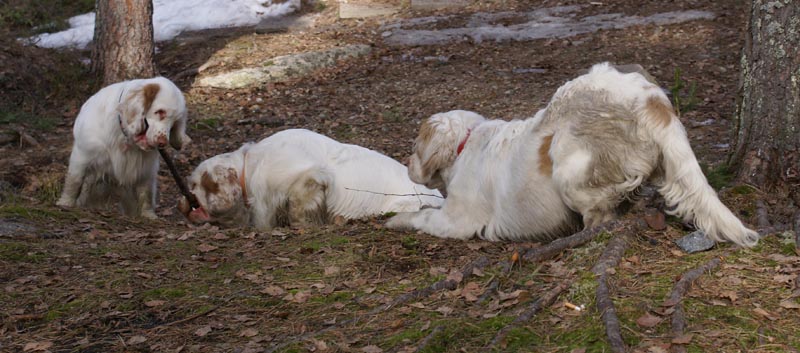 Cotton_Vito_Windy_31March2007_a