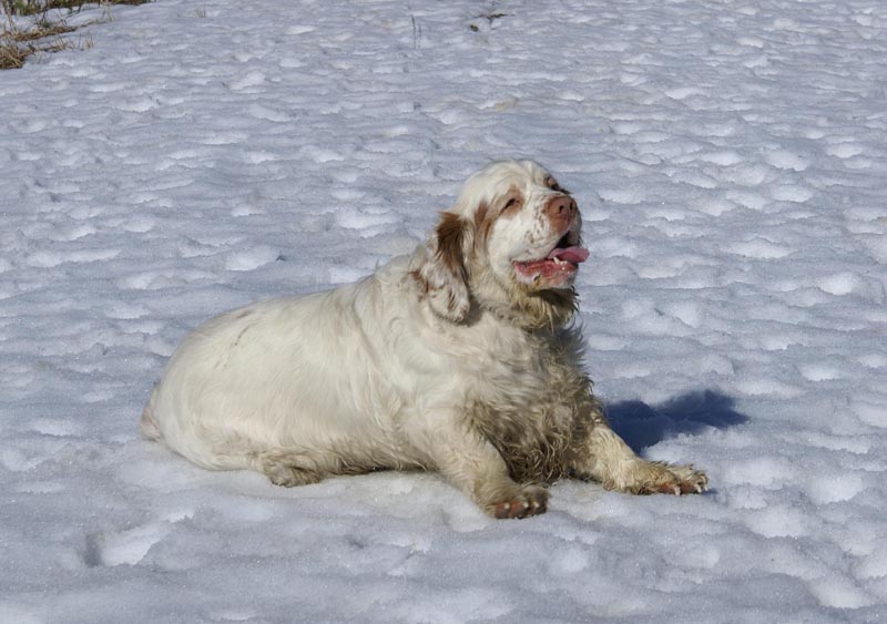 Speedy_31March2007_a