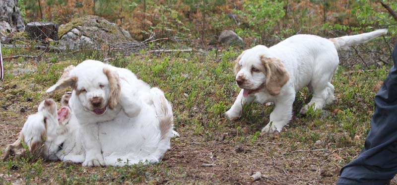 Marits_photos_RoundTableKnights_4months_b