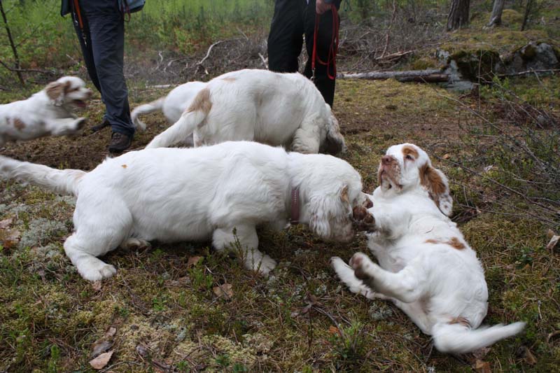 Marits_photos_RoundTableKnights_4months_c