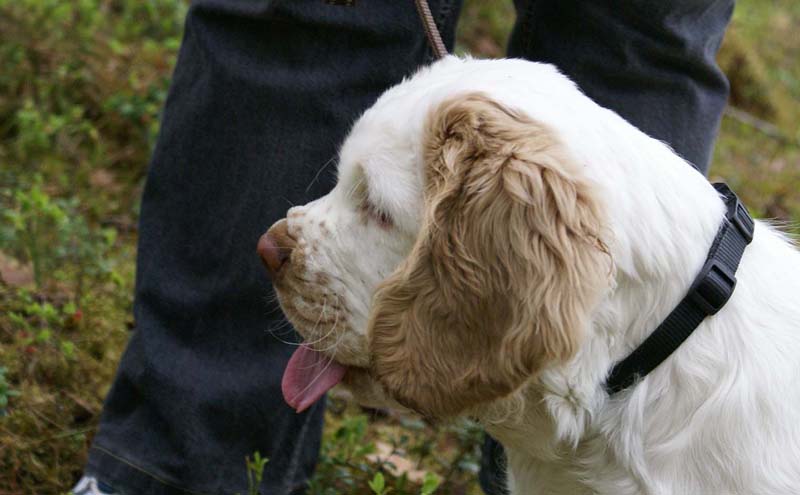 RoundTableKnights_4months_Eddie_E