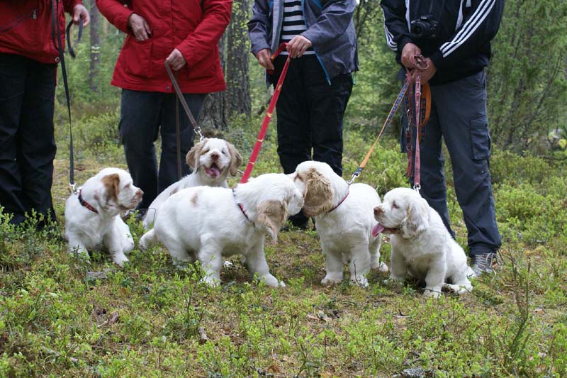 RoundTableKnights_4months_Ella_Eddie_Keke_Flynn_Hilla_C