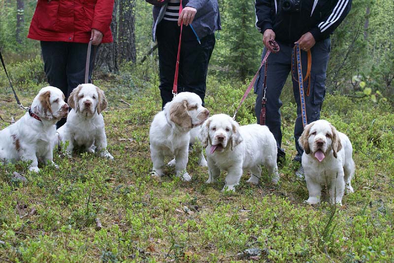 RoundTableKnights_4months_Ella_Eddie_Keke_Flynn_Hilla_D