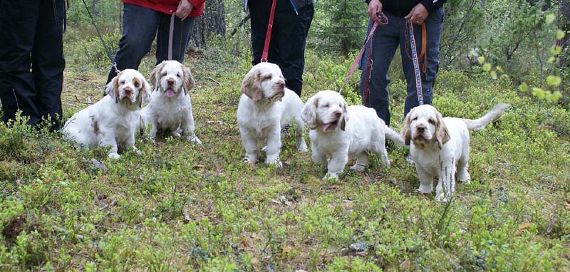 RoundTableKnights_4months_Ella_Eddie_Keke_Flynn_Hilla_E