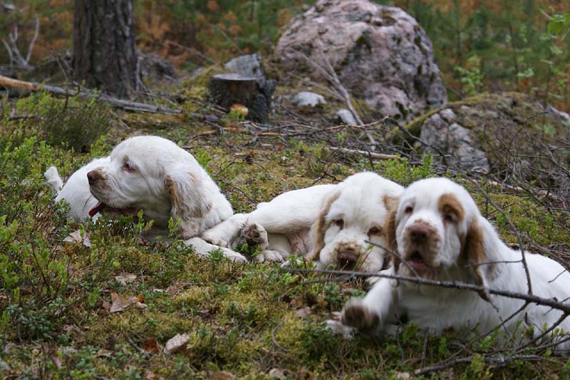 RoundTableKnights_4months_Hilla_Flynn_Ella_B