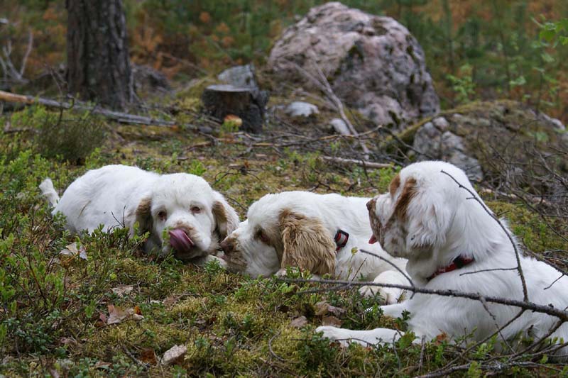 RoundTableKnights_4months_Hilla_Flynn_Ella_C