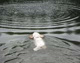 Vito_retrieving_c