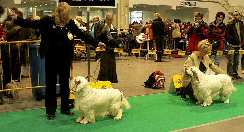WDS_Snow_best_dog_a