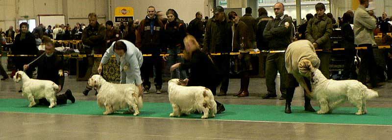 WDS_best_dog_ring_a