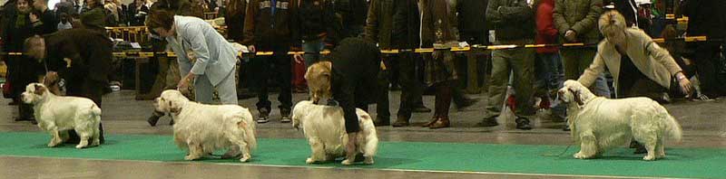 WDS_best_dog_ring_b
