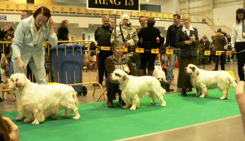 WDS_open_class_dogs_a