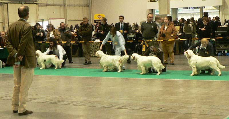 WDS_open_class_dogs_b