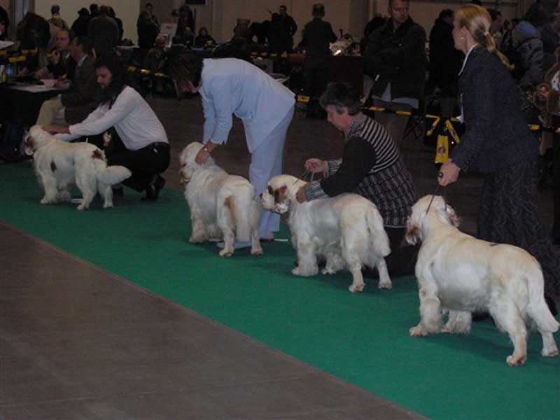 WDS_open_class_dogs_c