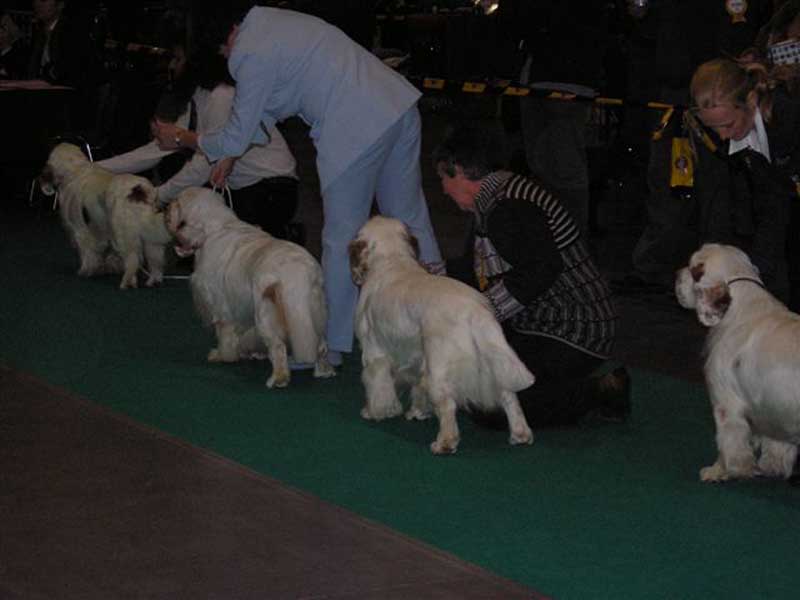 WDS_open_class_dogs_d