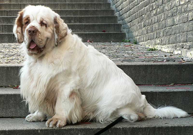 Winston_in_Prague_a
